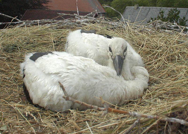 Storchenküken im Nest. Ein Instinktverhalten lässt sie sich in der Regel "totstellen" - als Schutz gegen Greifvögel.